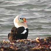 King Eider  "Somateria spectabilis"